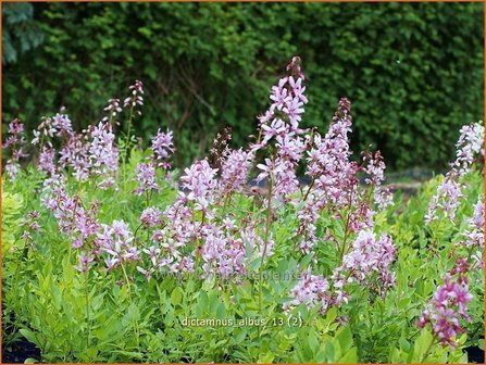 Dictamnus albus | Vuurwerkplant, Essenkruid