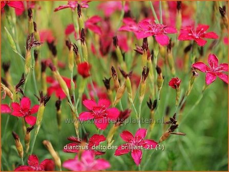 Dianthus deltoides &#039;Brilliant&#039; | Anjer, Steenanjer