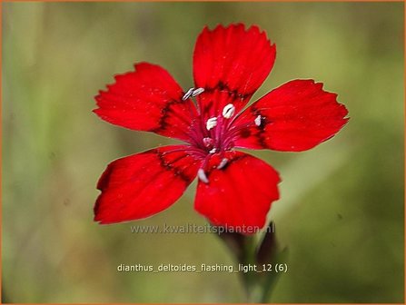 Dianthus deltoides &#039;Flashing Light&#039; | Steenanjer, Anjer