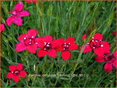 Dianthus deltoides &#039;Flashing Light&#039; | Anjer, Steenanjer