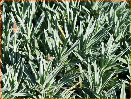 Dianthus gratianopolitanus &#039;Bombardier&#039; | Anjer