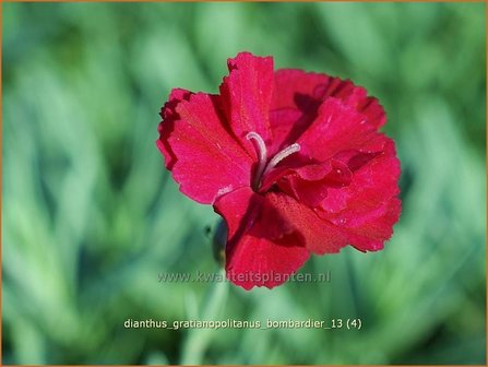 Dianthus gratianopolitanus &#039;Bombardier&#039; | Anjer