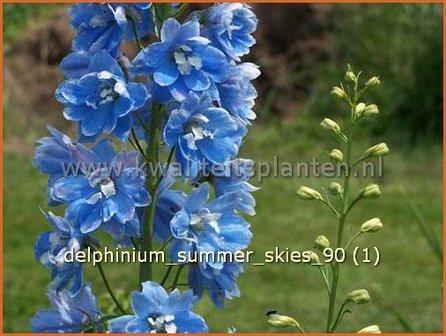 Delphinium &#039;Summer Skies&#039; | Ridderspoor