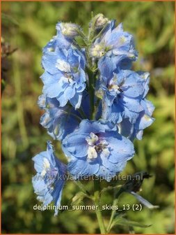 Delphinium &#039;Summer Skies&#039; | Ridderspoor