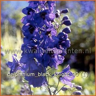 Delphinium &#039;Black Knight&#039; | Ridderspoor