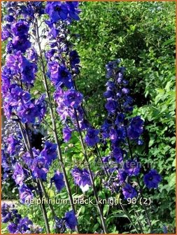 Delphinium &#039;Black Knight&#039; | Ridderspoor