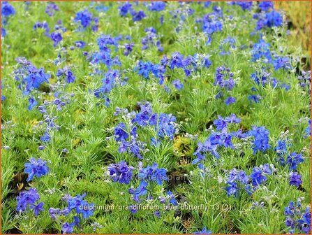 Delphinium grandiflorum &#039;Blue Butterfly&#039; | Ridderspoor