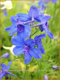 Delphinium grandiflorum &#039;Blue Butterfly&#039; | Ridderspoor