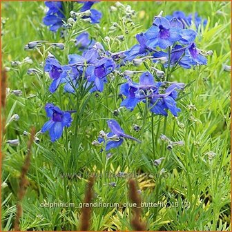 Delphinium grandiflorum &#039;Blue Butterfly&#039; | Ridderspoor