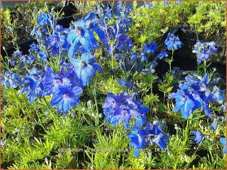 Delphinium grandiflorum &#039;Blue Butterfly&#039; | Ridderspoor