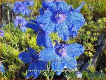 Delphinium grandiflorum &#039;Blue Butterfly&#039; | Ridderspoor