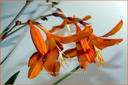 Crocosmia &#039;Emily McKenzie&#039; | Montbretia