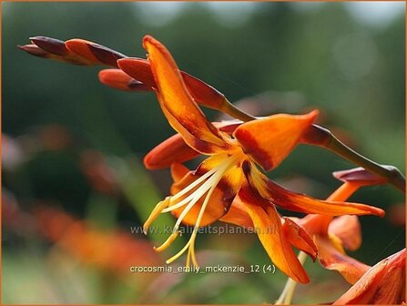 Crocosmia &#039;Emily McKenzie&#039; | Montbretia