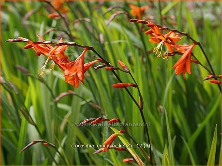 Crocosmia &#039;Emily McKenzie&#039; | Montbretia