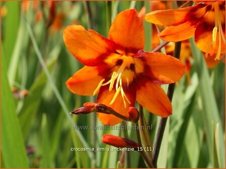 Crocosmia &#039;Emily McKenzie&#039; | Montbretia