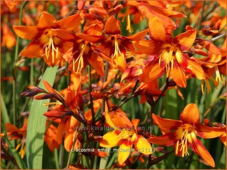 Crocosmia &#039;Emily McKenzie&#039; | Montbretia