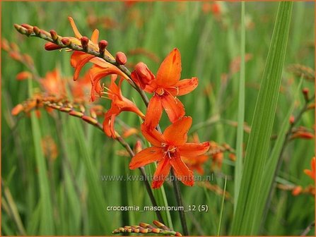 Crocosmia masoniorum | Montbretia