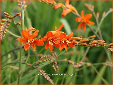 Crocosmia masoniorum | Montbretia