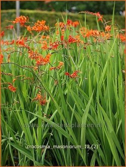 Crocosmia masoniorum | Montbretia