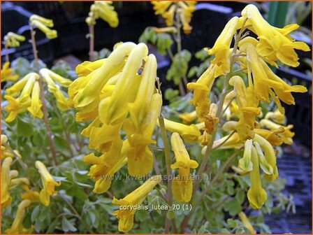 Corydalis lutea | Helmbloem