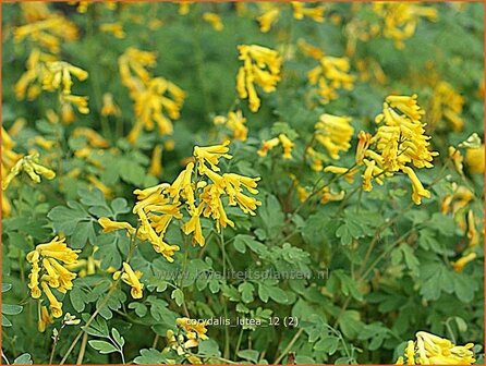 Corydalis lutea | Helmbloem