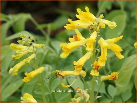 Corydalis lutea | Helmbloem