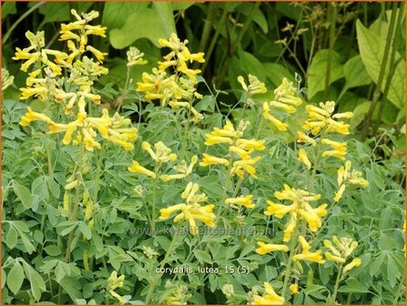 Corydalis lutea | Helmbloem