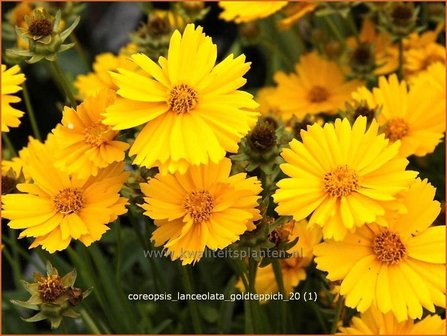 Coreopsis lanceolata &#039;Goldteppich&#039; | Meisjesogen