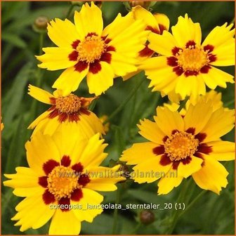 Coreopsis lanceolata &#039;Sterntaler&#039; | Meisjesogen