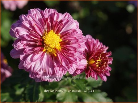 Chrysanthemum &#039;Anastasia&#039; | Chrysant