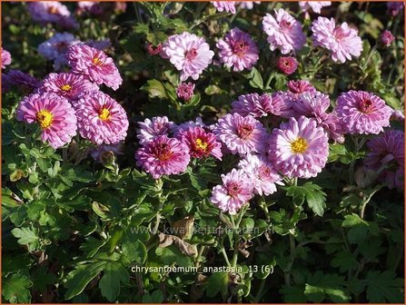 Chrysanthemum &#039;Anastasia&#039; | Chrysant