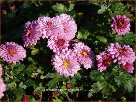 Chrysanthemum &#039;Anastasia&#039; | Chrysant