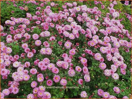 Chrysanthemum &#039;Anastasia&#039; | Chrysant