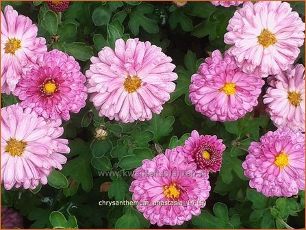 Chrysanthemum &#039;Anastasia&#039; | Chrysant