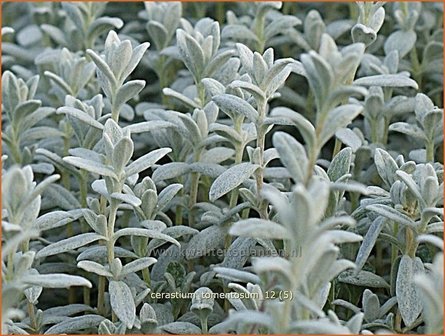 Cerastium tomentosum | Viltige hoornbloem, Hoornbloem | Filziges Hornkraut