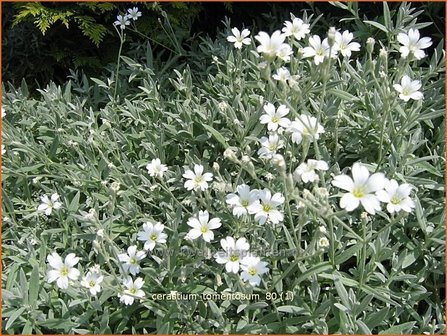 Cerastium tomentosum | Viltige hoornbloem, Hoornbloem | Filziges Hornkraut