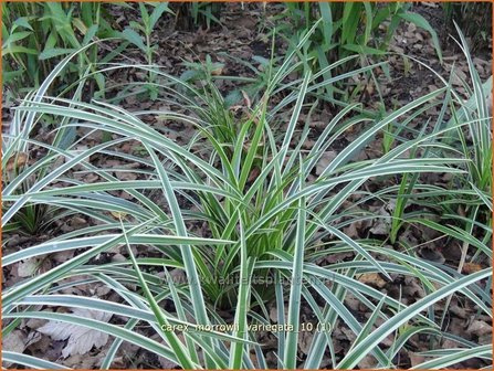 Carex morrowii &#039;Variegata&#039; | Japanse zegge, Zegge