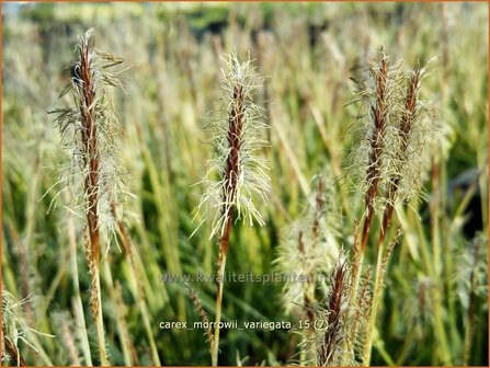 Carex morrowii &#039;Variegata&#039; | Japanse zegge, Zegge