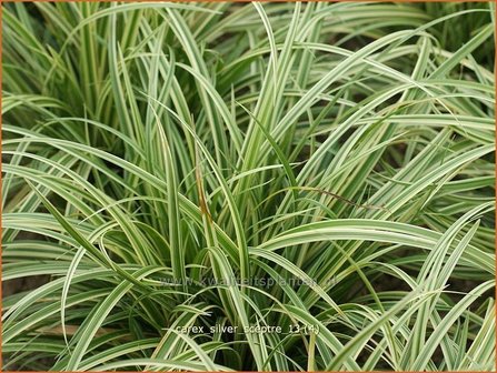 Carex &#039;Silver Sceptre&#039; | Zegge