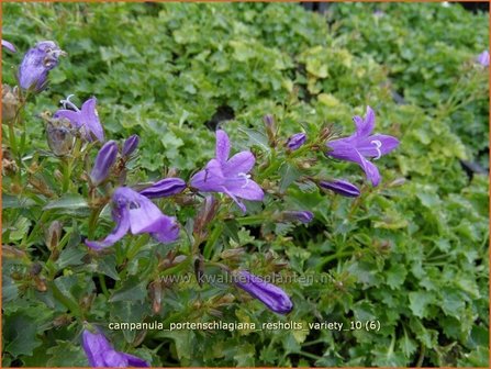 Campanula portenschlagiana &#039;Resholts Variety&#039; | Klokjesbloem