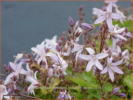 Campanula poscharskyana &#039;Lisduggan Variety&#039; | Klokjesbloem