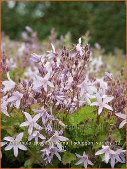 Campanula poscharskyana &#039;Lisduggan Variety&#039; | Klokjesbloem