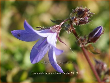 Campanula poscharskyana &#039;Stella&#039; | Klokjesbloem