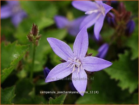 Campanula poscharskyana &#039;Stella&#039; | Klokjesbloem