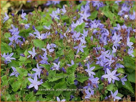 Campanula poscharskyana &#039;Stella&#039; | Klokjesbloem