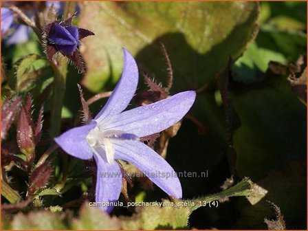 Campanula poscharskyana &#039;Stella&#039; | Klokjesbloem