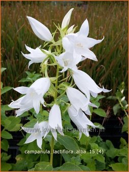 Campanula lactiflora &#039;Alba&#039; | Klokjesbloem | Dolden-Glockenblume