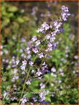 Calamintha nepeta &#039;Lila Riese&#039; | Bergsteentijm