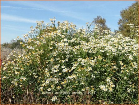 Boltonia asteroides &#039;Snowbank&#039; | Schijnaster