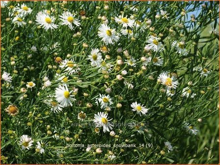 Boltonia asteroides &#039;Snowbank&#039; | Schijnaster